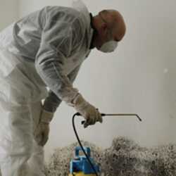 Mould<br/> remediation